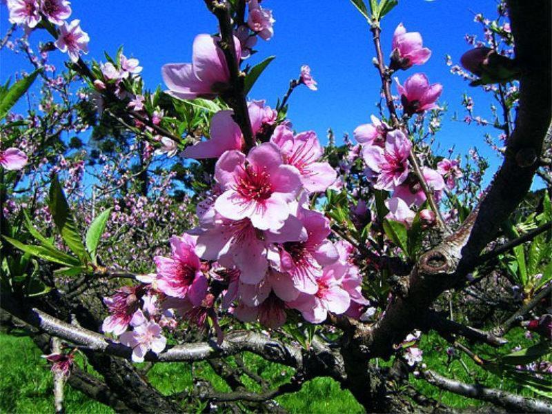 Chegou a Primavera ! Mas, tenha o Jardim florido o ano todo